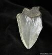 Bargain Inch Megalodon Tooth #1043-1
